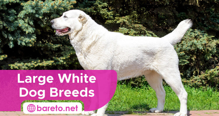Large White Dog Breeds
