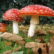 Muscaria Mushroom