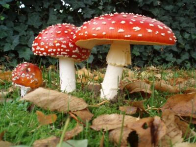 Muscaria Mushroom