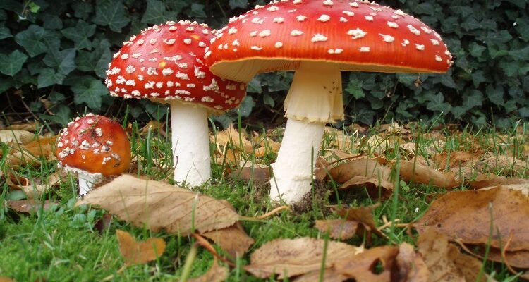 Muscaria Mushroom